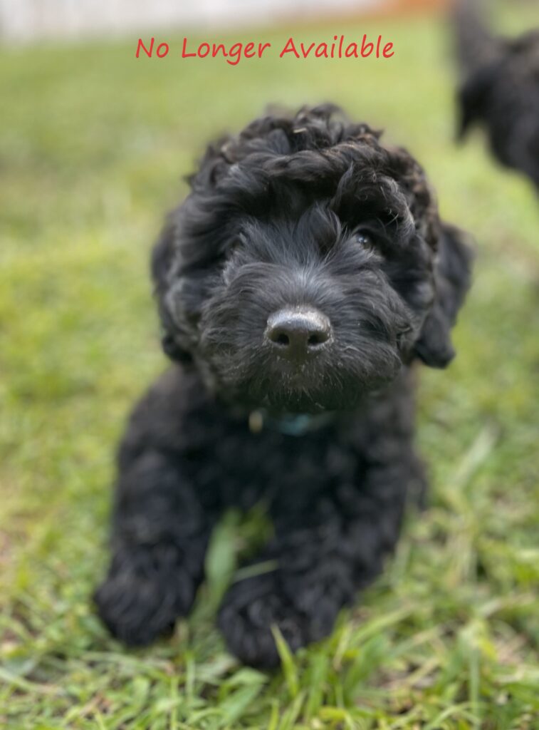 Beau Black Mini Goldendoodle sold