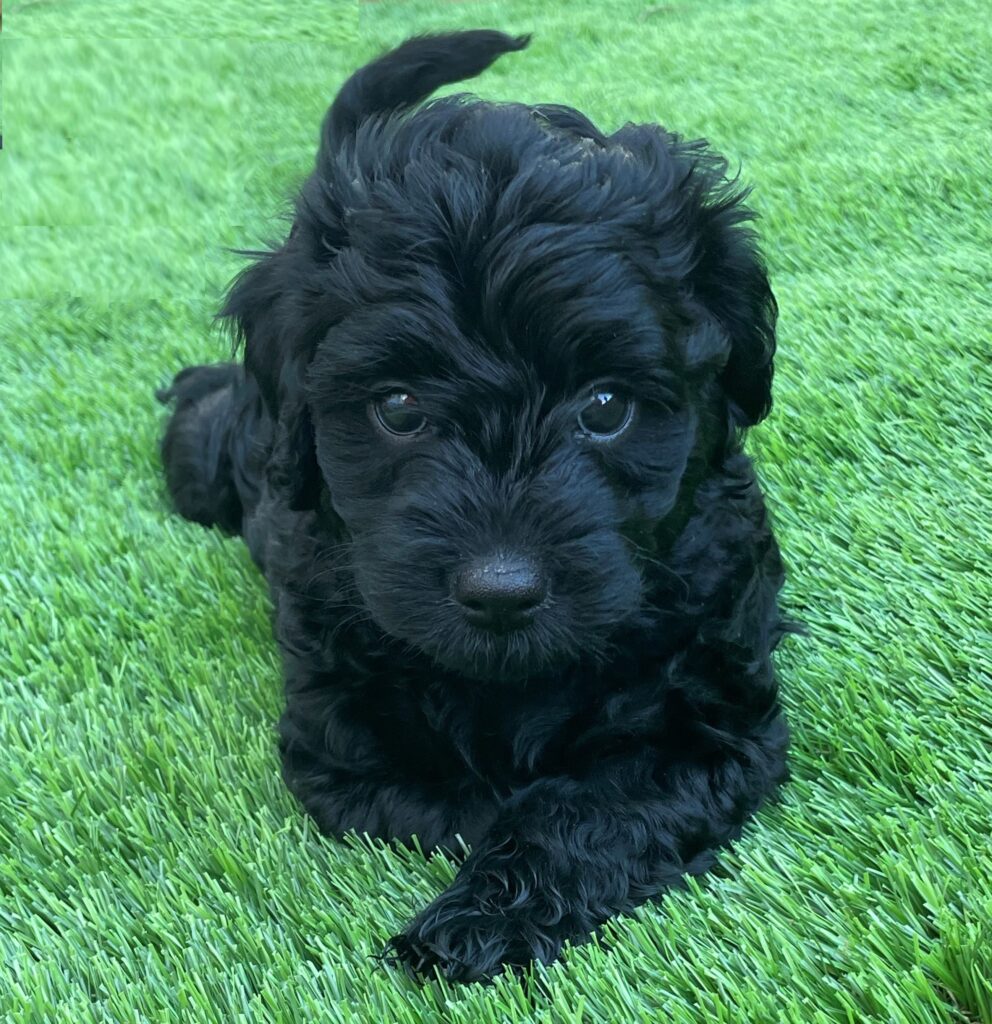 Black Mini Goldendoodle Grass