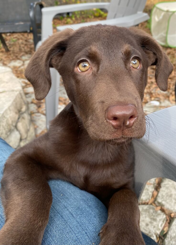 Brown Labrador Retriver Coco (1)