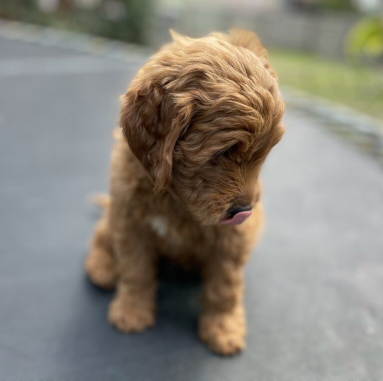 Golden Doodle Puppy 4b