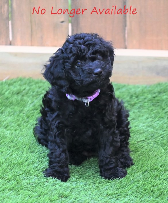 Lavender Black Mini Goldendoodle sold