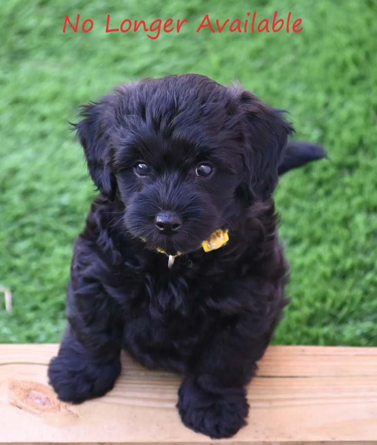 Mini Goldendoodle Daisy