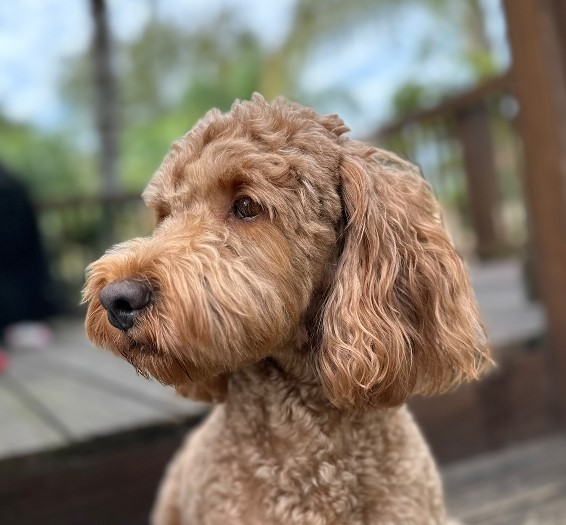 Goldendoodle Roxy