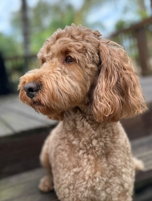 Roxy Goldendoodle