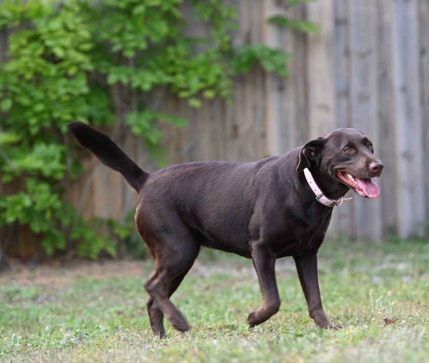 Coco Labradoodle Mom 5