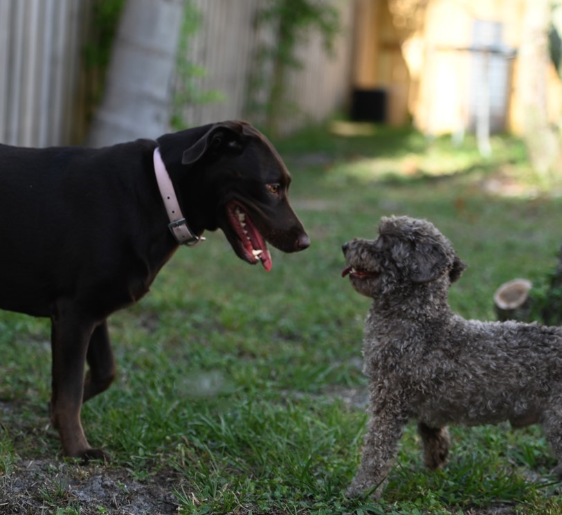 Coco and Tucker