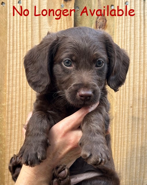 Brown Labradoodle Puppy - Dusty