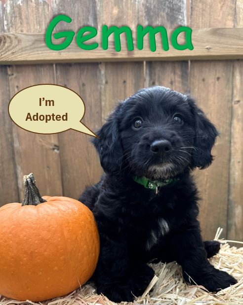 Black Mini Goldendoodle Puppy - Gemma a - 10.13.24