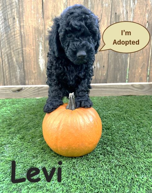 Black Mini Goldendoodle Puppy - Levi a - 10.13.24