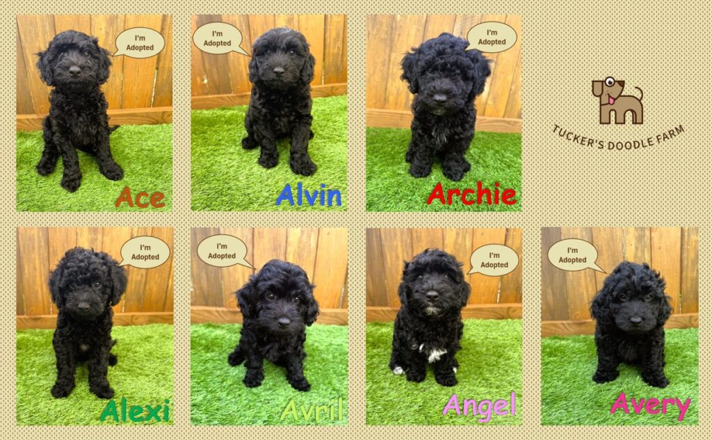 Black Goldendoodle Puppies 5.29.25
