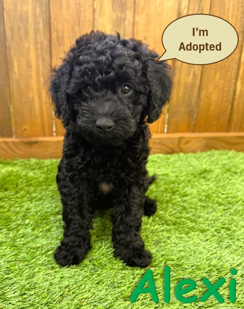 Black Goldendoodle Puppy - Alexi 5.27.25