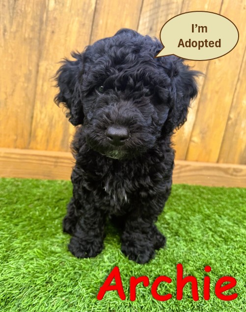 Black Goldendoodle Puppy - Archie 5.29.25