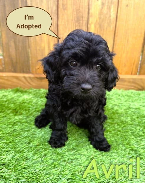 Black Goldendoodle Puppy - Avril 5.24.25