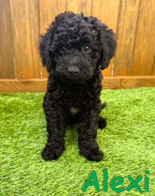 Black Petite - Mini Goldendoodle Puppy Alexi 5.6.25