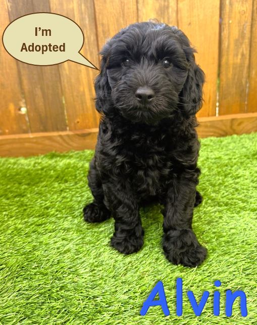 Black Petite - Mini Goldendoodle Puppy Alvin 5.6.25
