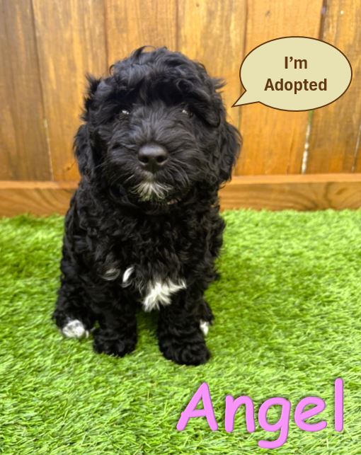 Black Petite - Mini Goldendoodle Puppy Angel 5.6.25
