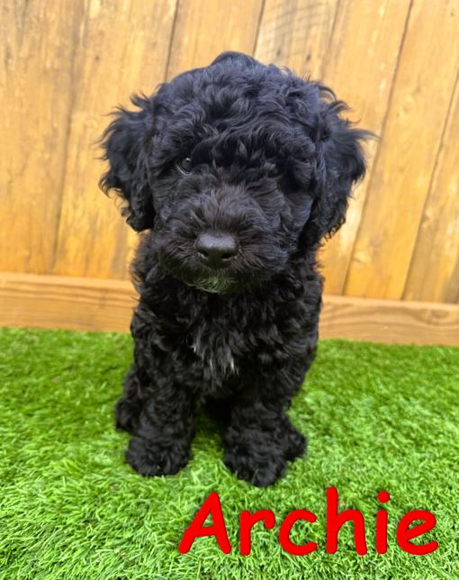 Black Petite - Mini Goldendoodle Puppy Archie 5.6.25