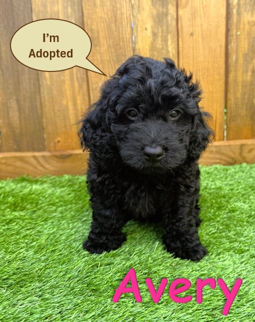 Black Petite - Mini Goldendoodle Puppy Avery 5.6.25a