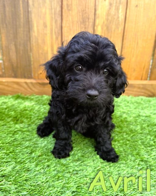 Black Petite - Mini Goldendoodle Puppy Avril 5.6.25a