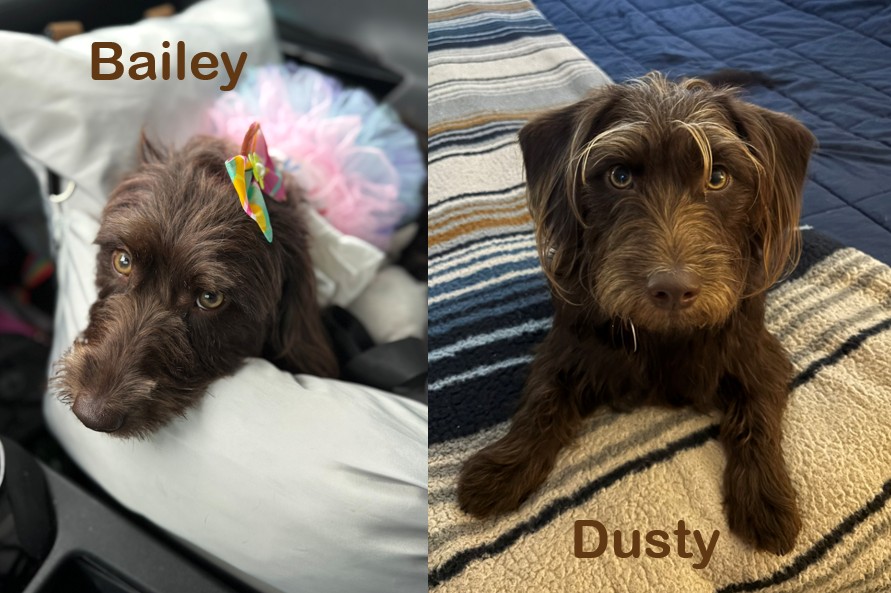 Labradoodles - Bailey and Dusty