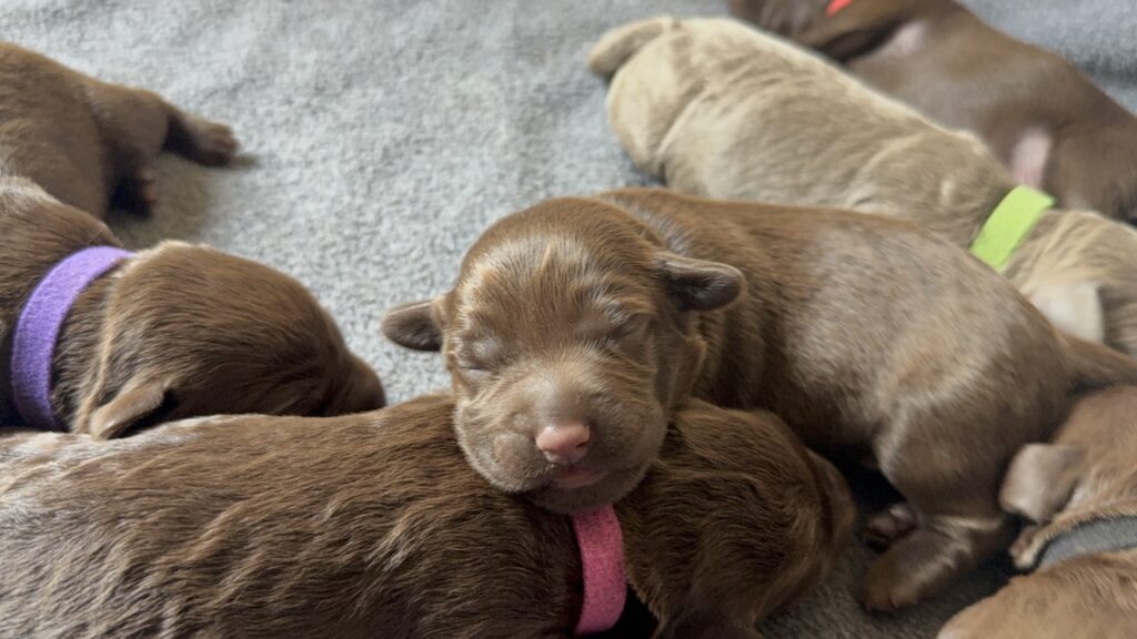8.24.25 Labradoodle Puppies