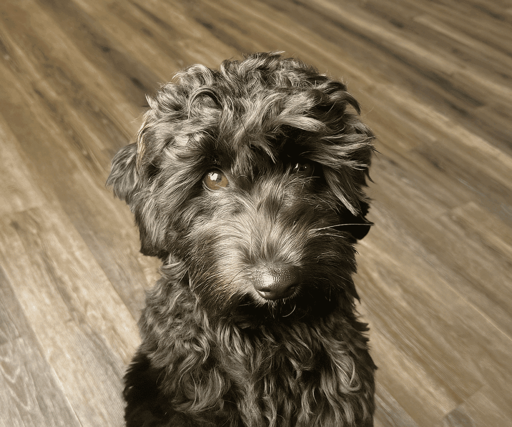 Bougie Black Petite Goldendoodle2