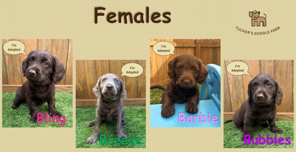 Labradoodle Puppies - Female - 10.14.25b