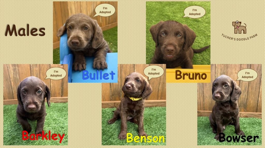 Labradoodle Puppies - Males - 10.14.25a