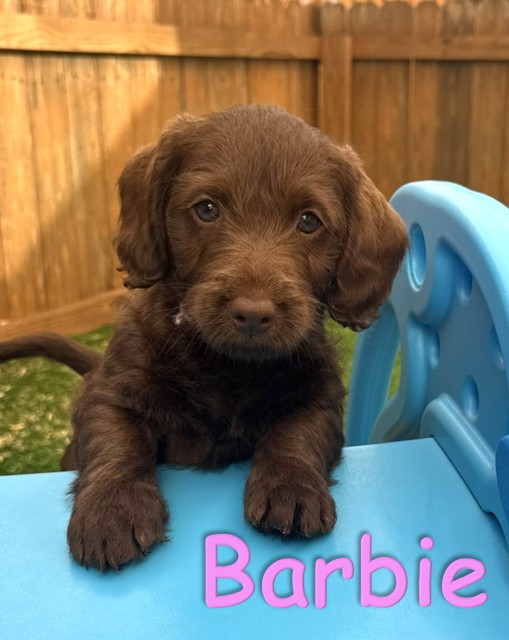 Labradoodle Puppy - Barbie - 10.14.25