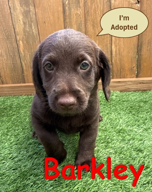 Labradoodle Puppy - Barkley - 10.14.25