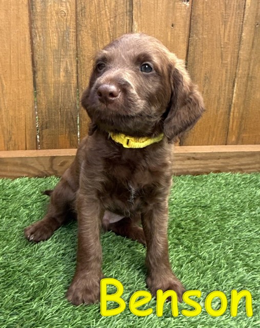Labradoodle Puppy - Benson - 10.14.25
