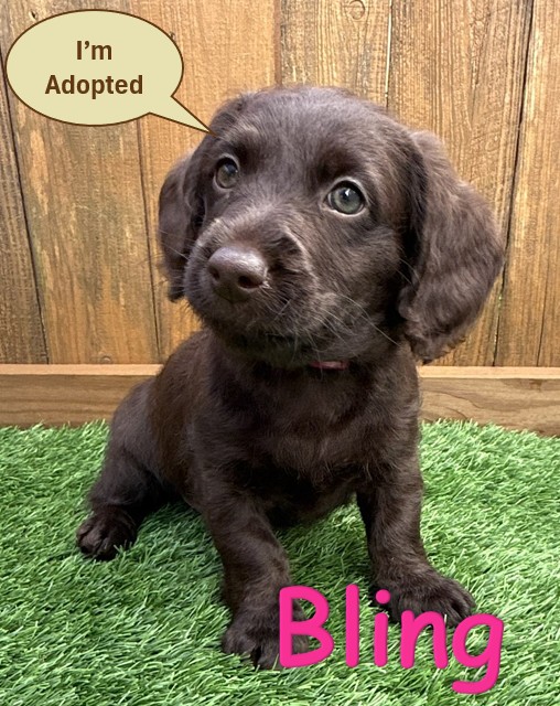 Labradoodle Puppy - Bling - 10.14.25
