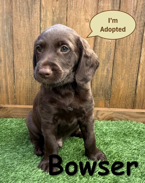 Labradoodle Puppy - Bowser - 10.14.25