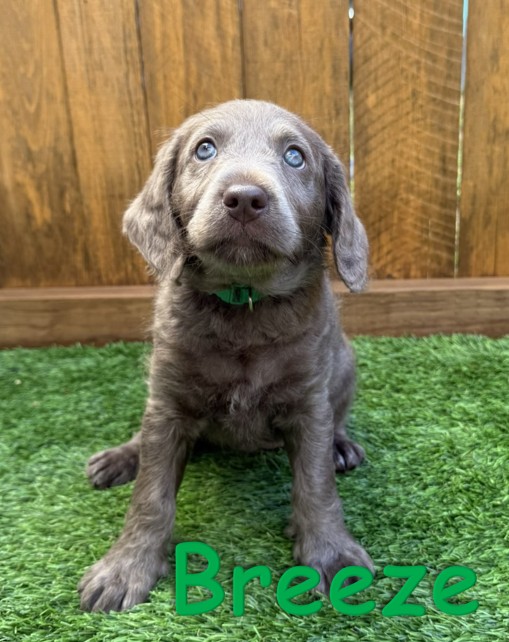 Labradoodle Puppy - Breeze - 10.14.25