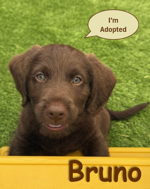 Labradoodle Puppy - Bruno - 10.14.25