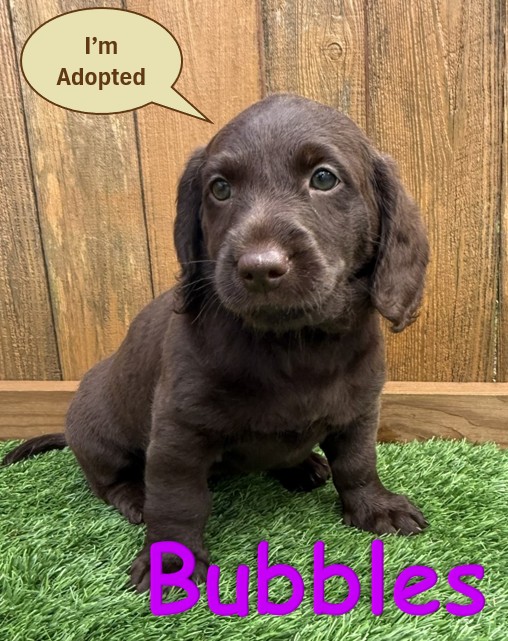 Labradoodle Puppy - Bubbles - 10.14.25