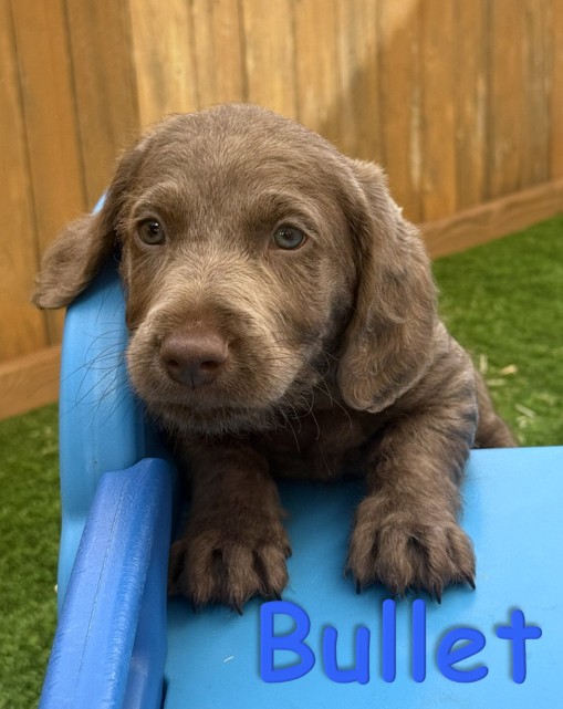 Labradoodle Puppy - Bullet - 10.14.25