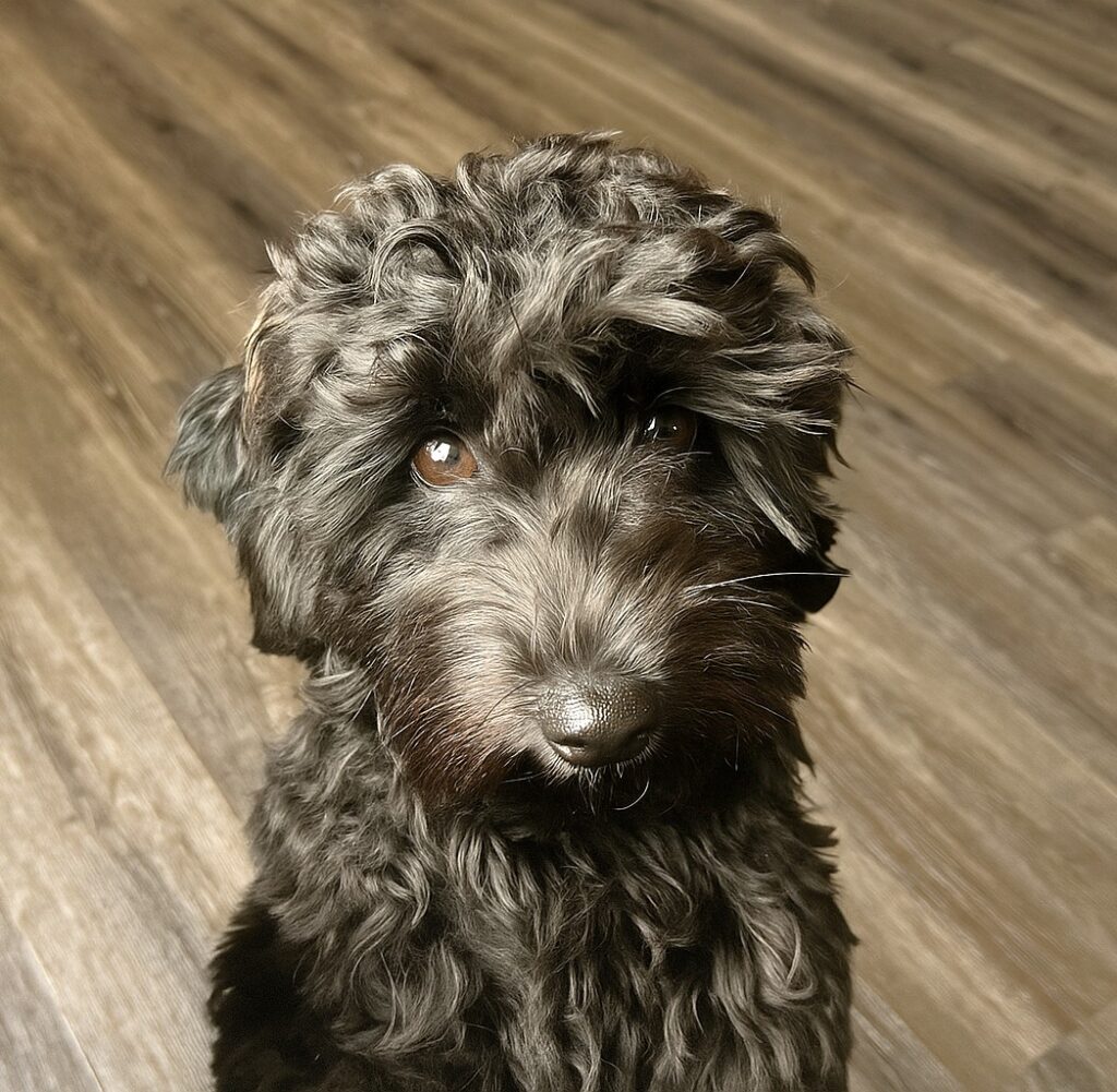 Bougie Black Petite Goldendoodle3