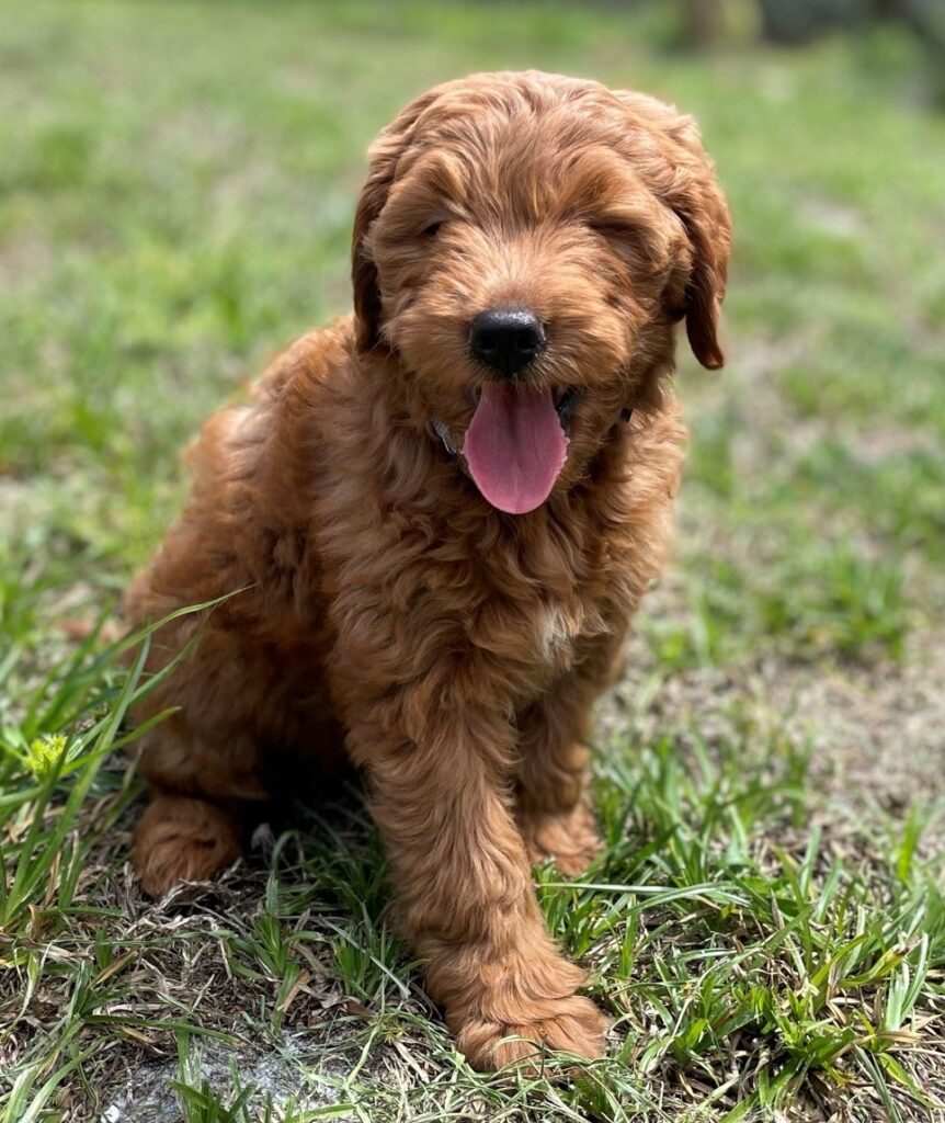 Golden Doodle Honey 1
