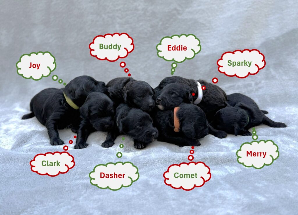 Goldendoodle Puppies at Two Weeks