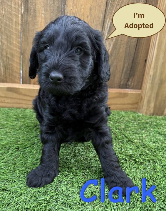 Black Goldendoodle Puppy - Clark -12.14.25