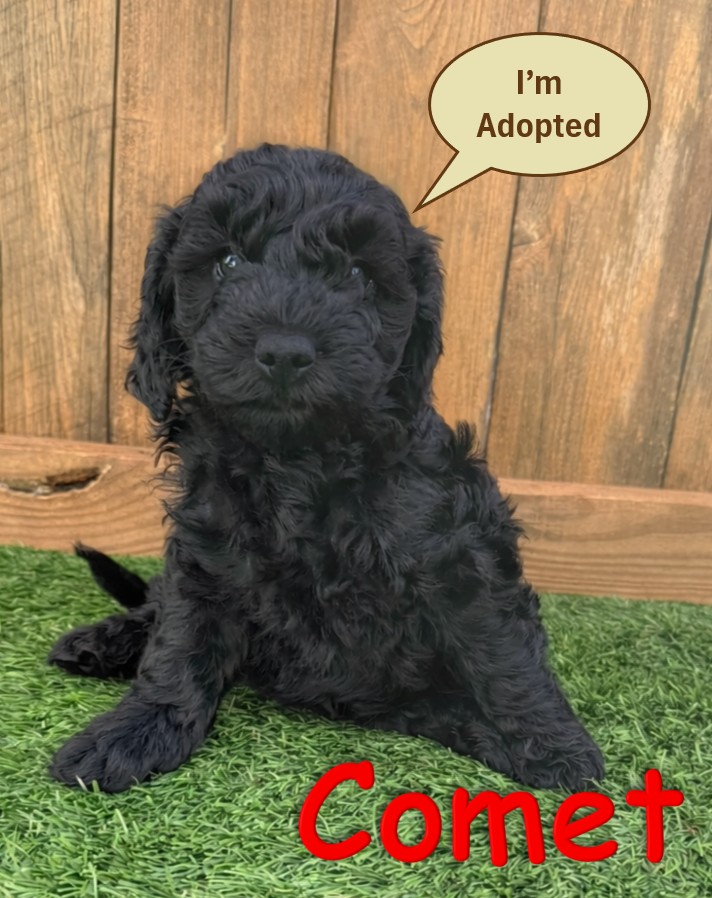 Black Goldendoodle Puppy - Comet - 12.22.25