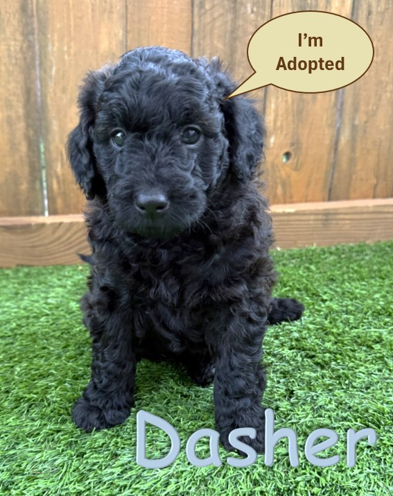 Black Goldendoodle Puppy - Dasher -12.14.25
