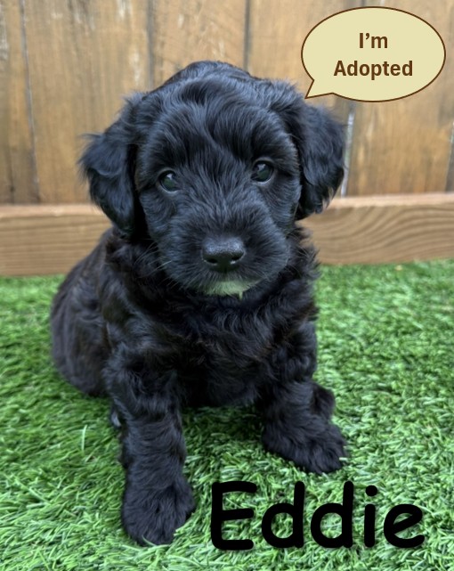 Black Goldendoodle Puppy - Eddie -12.14.25b