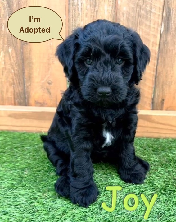 Black Goldendoodle Puppy - Joy -12.14.25