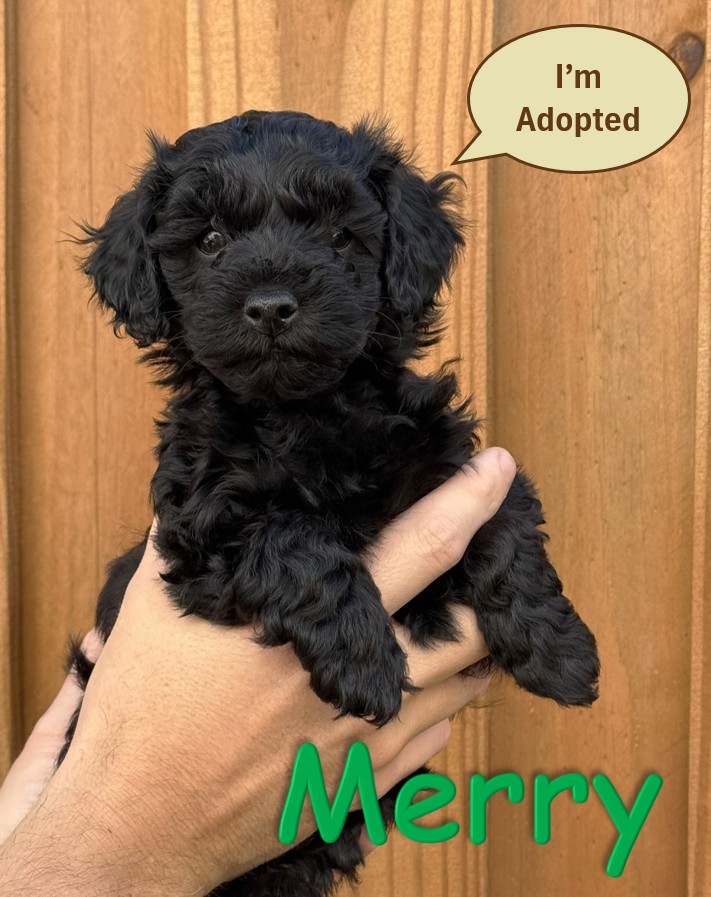 Black Goldendoodle Puppy - Merry - 12.22.25