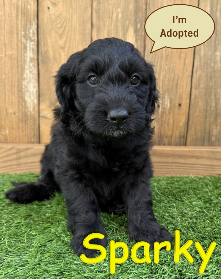 Black Goldendoodle Puppy - Sparky - 12.22.25