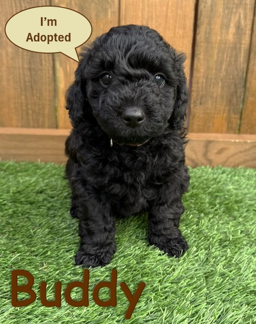 Black Goldendoodle Puppy - Buddy -12.21.25a