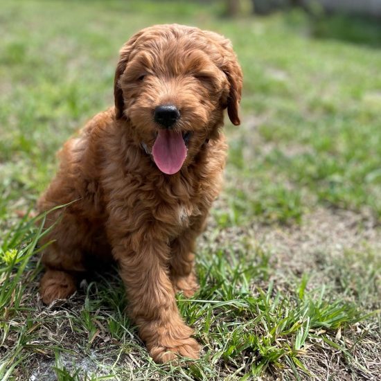 Golden Doodle 1