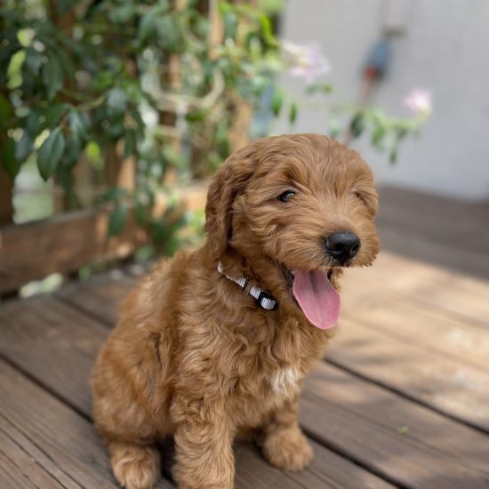 Goldendoodle Honey (1)